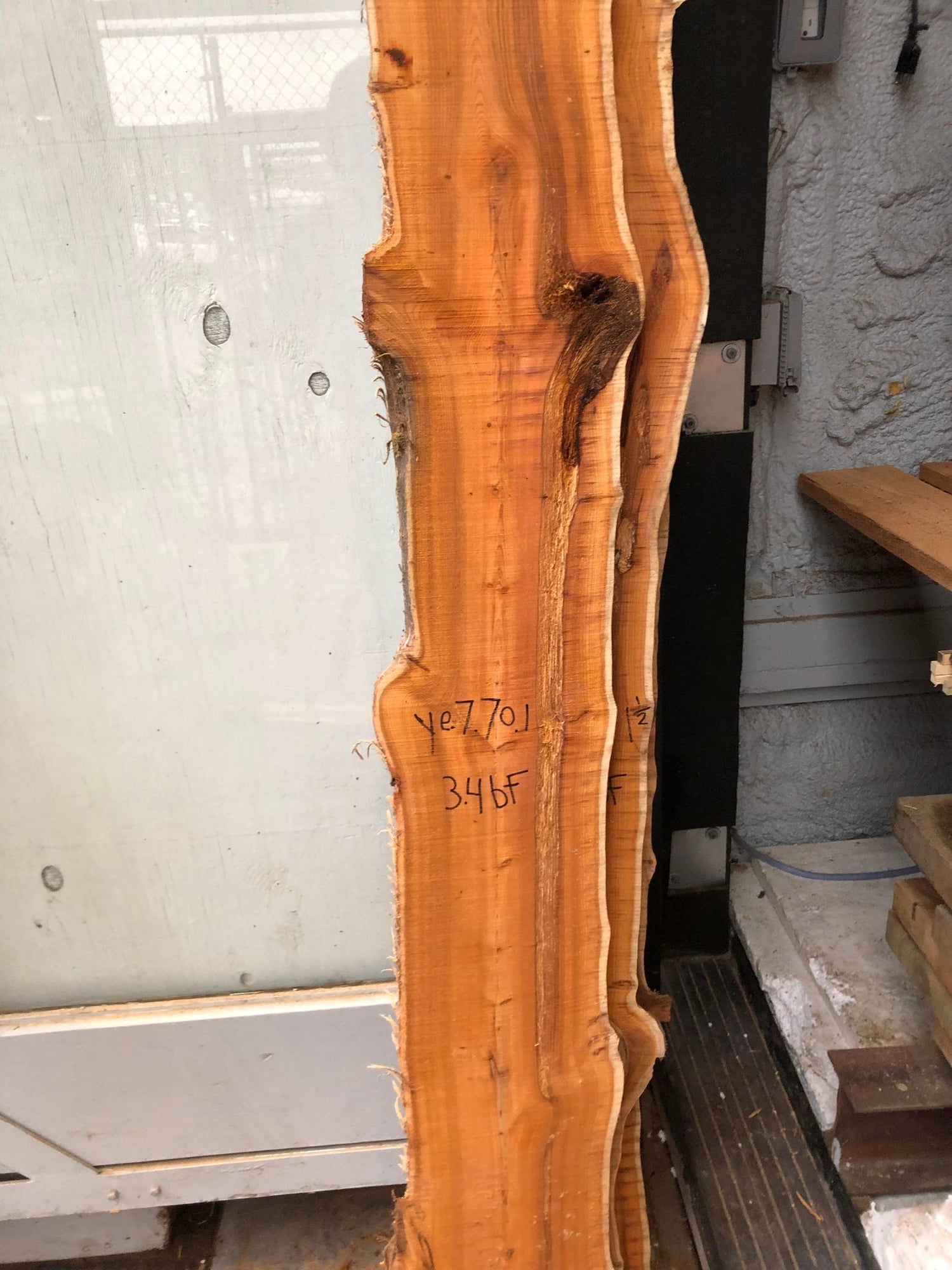 Pacific Yew